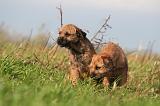 BORDER TERRIER 160